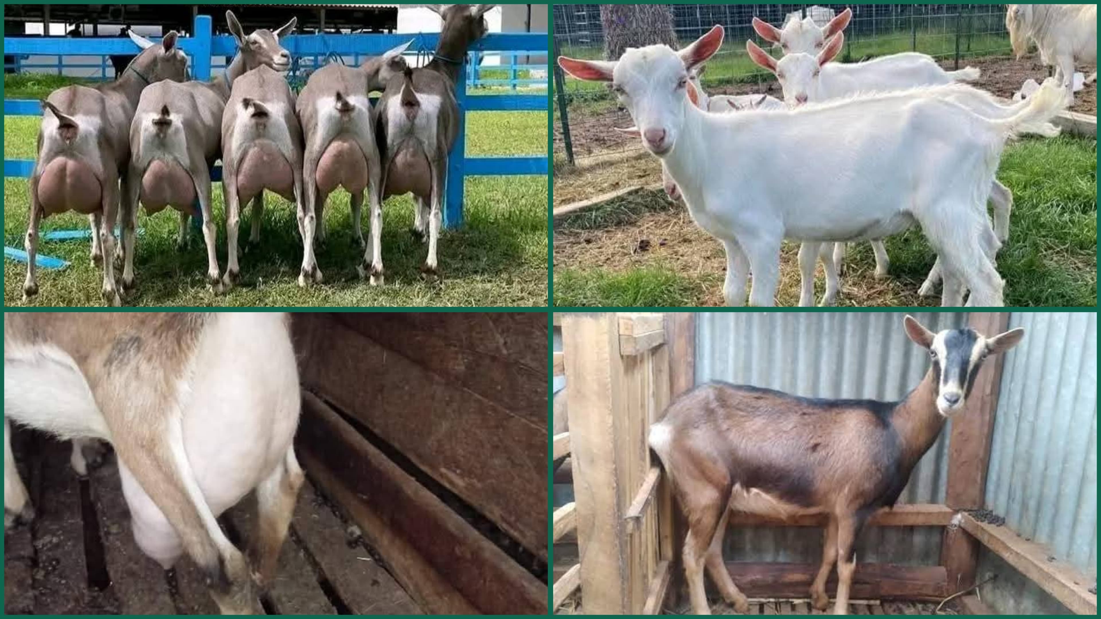 INVESTING: Dairy Goats Farming in Kenya