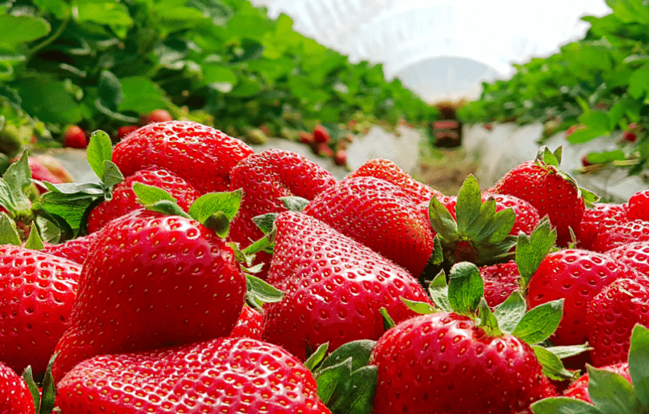Strawberry Farming in Kenya: 100K Monthly on a 50x100ft Plot?