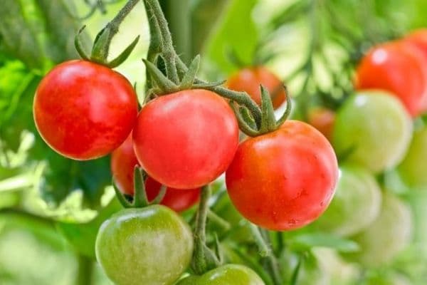 How Kenyan Farmers Can Make Millions with Fruit and Vegetable Farming