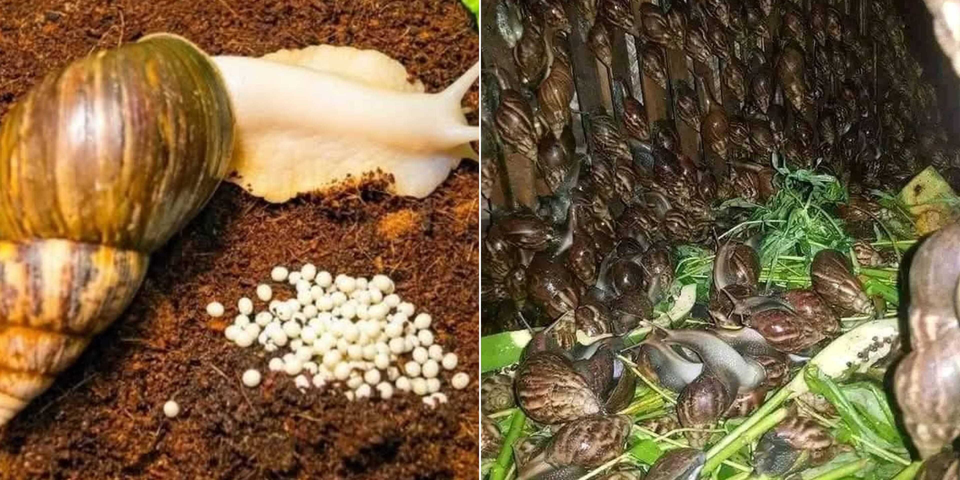 Profits in Heliculture, Snails Farming