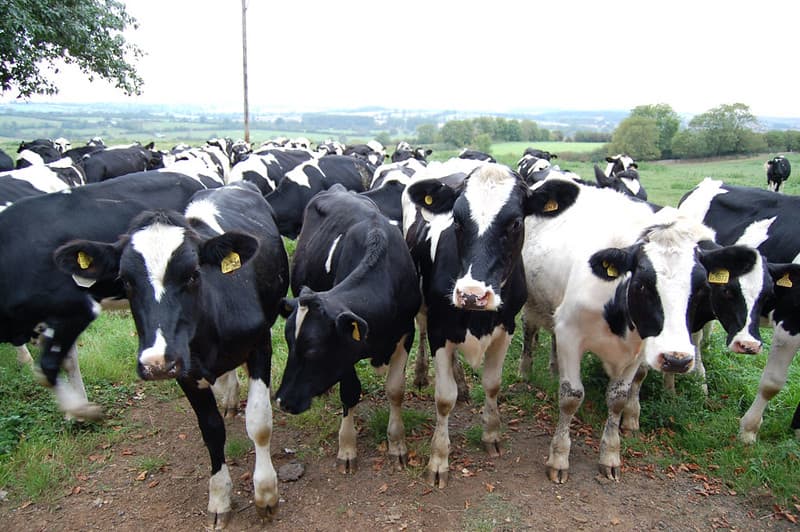 Profitable Dairy Farming in Kenya : How to Choose Your Cows