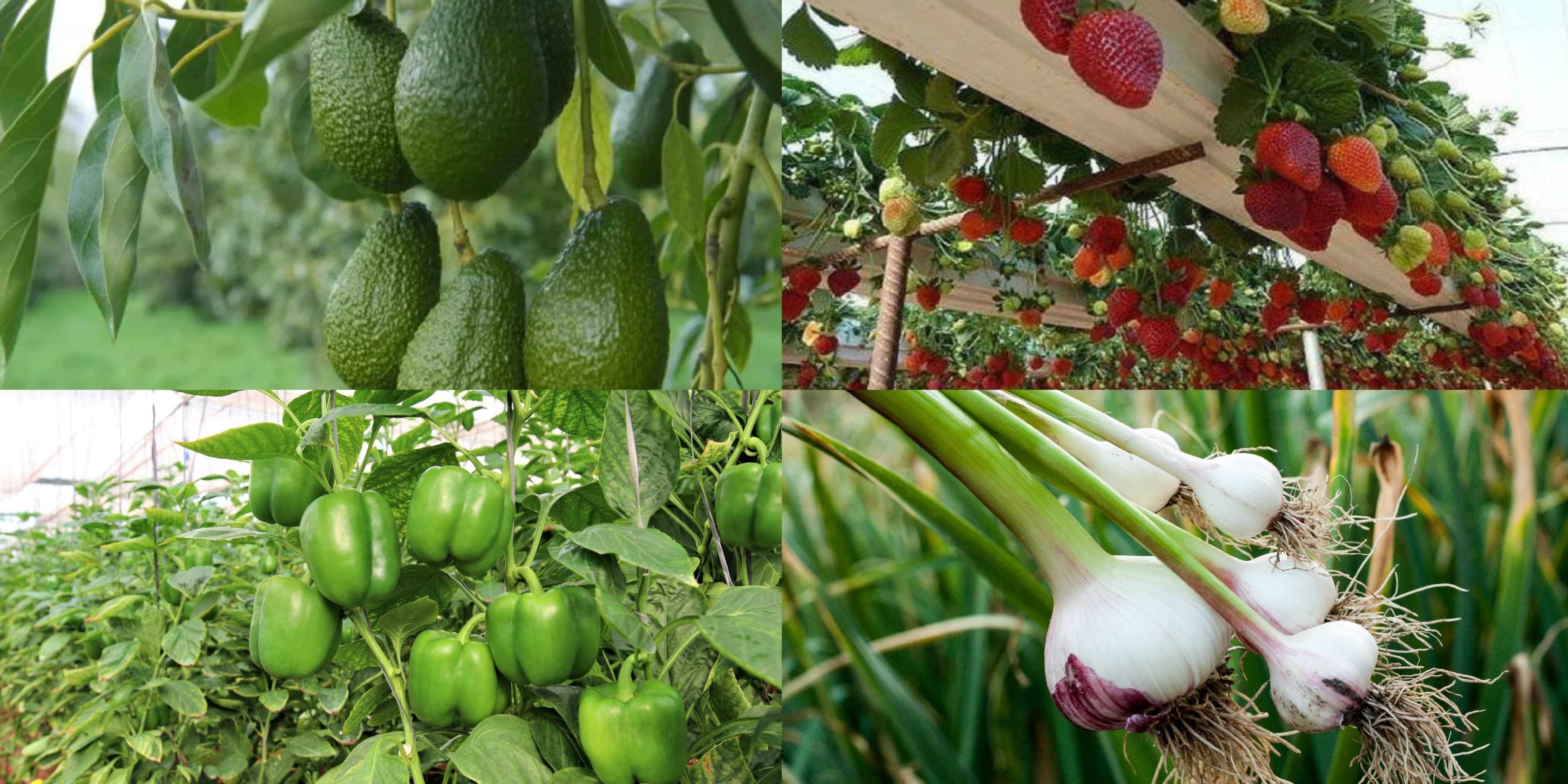 Agribusiness : Most Profitable Crops to Grow in Kenya (2025)