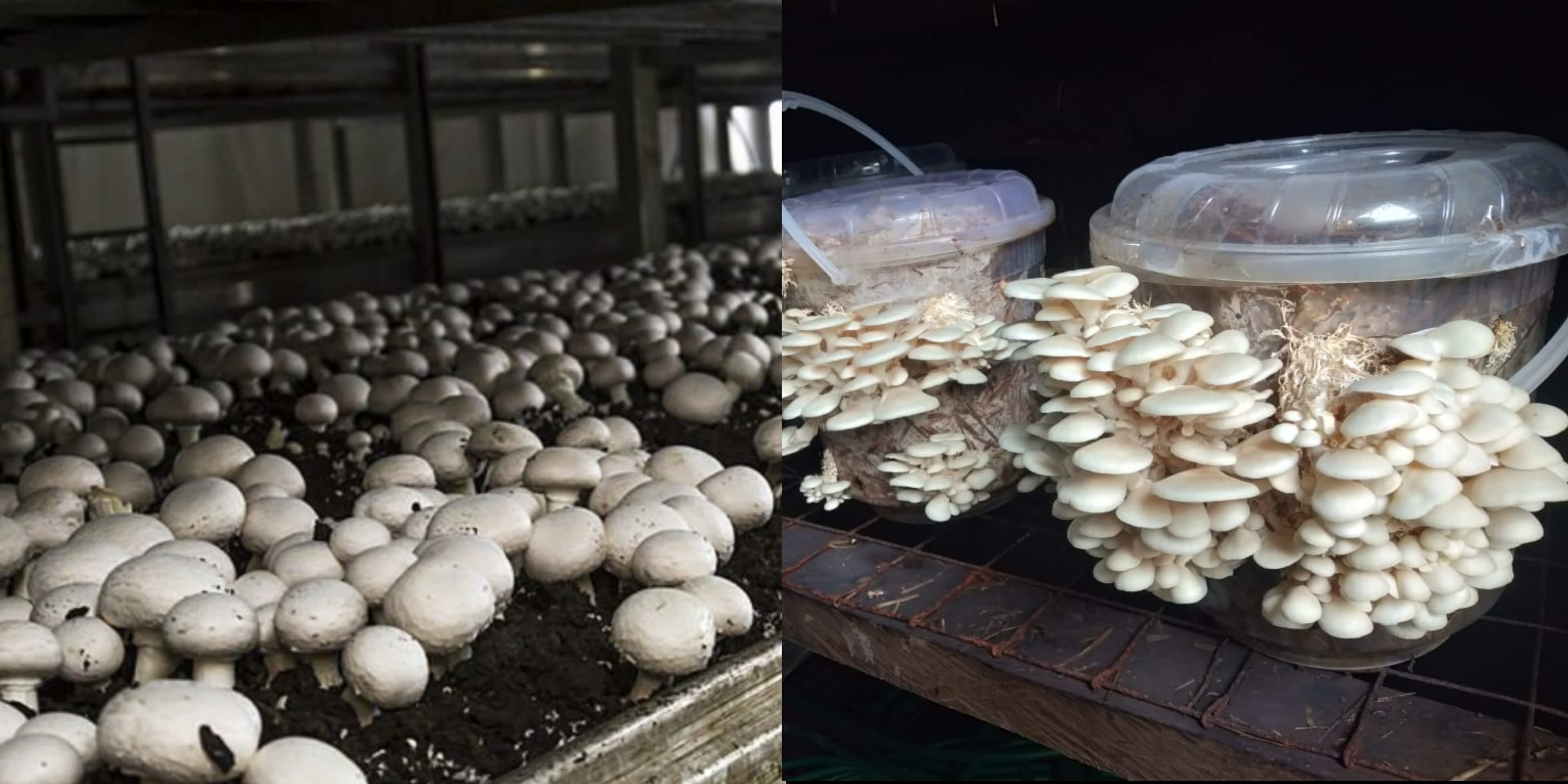 Agripreneurship : The Untapped Potential in Mushroom farming