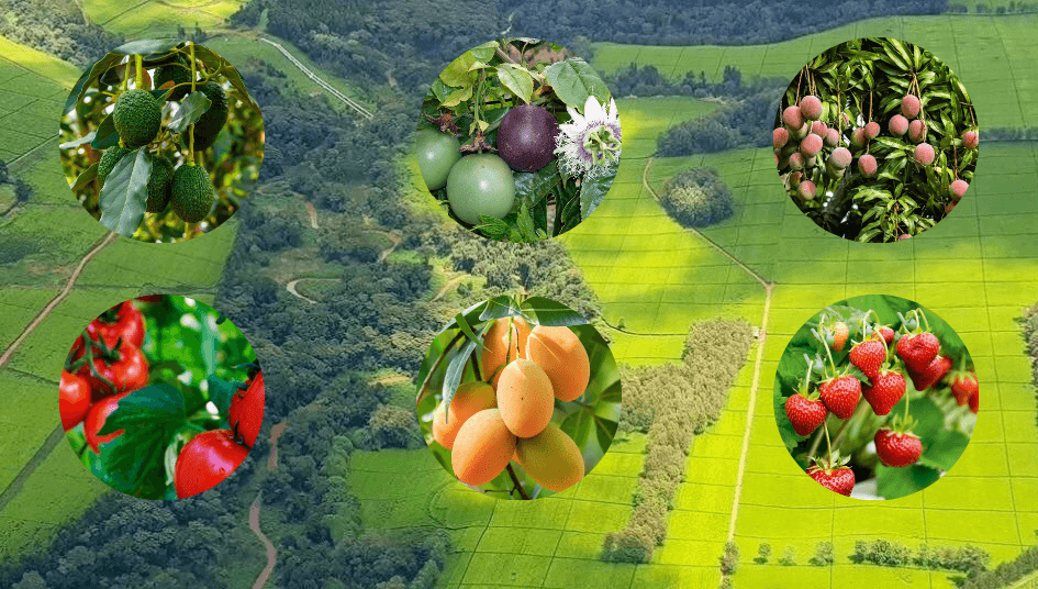 25+ Profitable Agribusiness Ideas In Kenya (2025) - Agricultural Goldmine