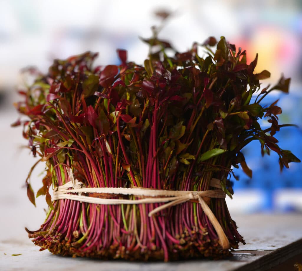 Win for Farmers as Kenyan Miraa is Cleared to Access Djibouti Market