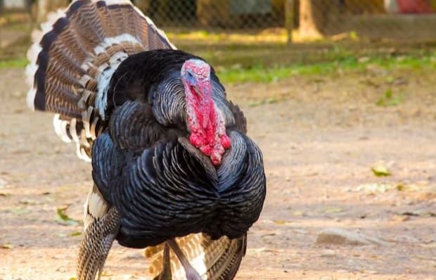 Hidden Gem? How to Start a Profitable Turkey Farming Agriventure