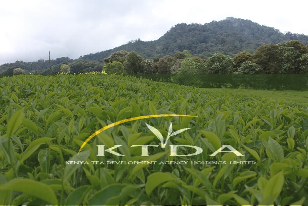 KTDA Opens Applications for Web Developer & Network Administrator